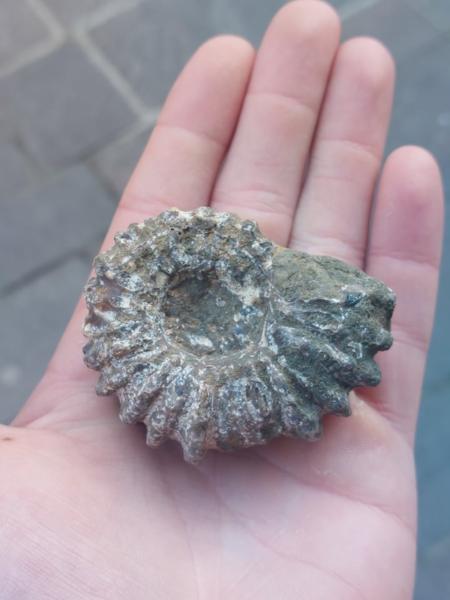 Ammonite Douvilleiceras -5cm