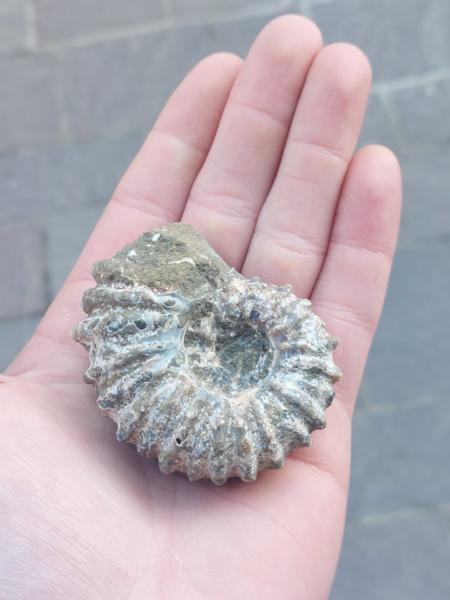 Ammonite Douvilleiceras -6cm