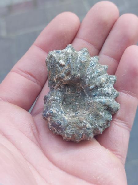 Ammonite Douvilleiceras - 3cm