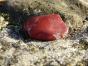 Jaspe rouge- Lot de pierres sauvages de 200 grammes